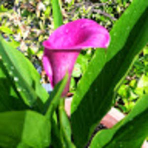 Meet your Posher, Angela